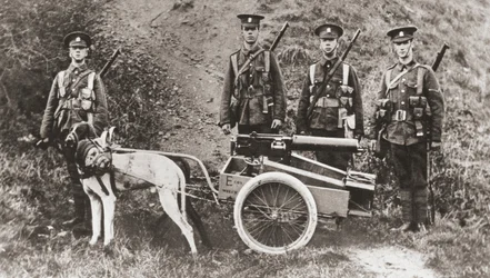 Britische Armee benutzt Hunde zum Ziehen eines Maschinengewehrs während des Ersten Weltkriegs, aus 